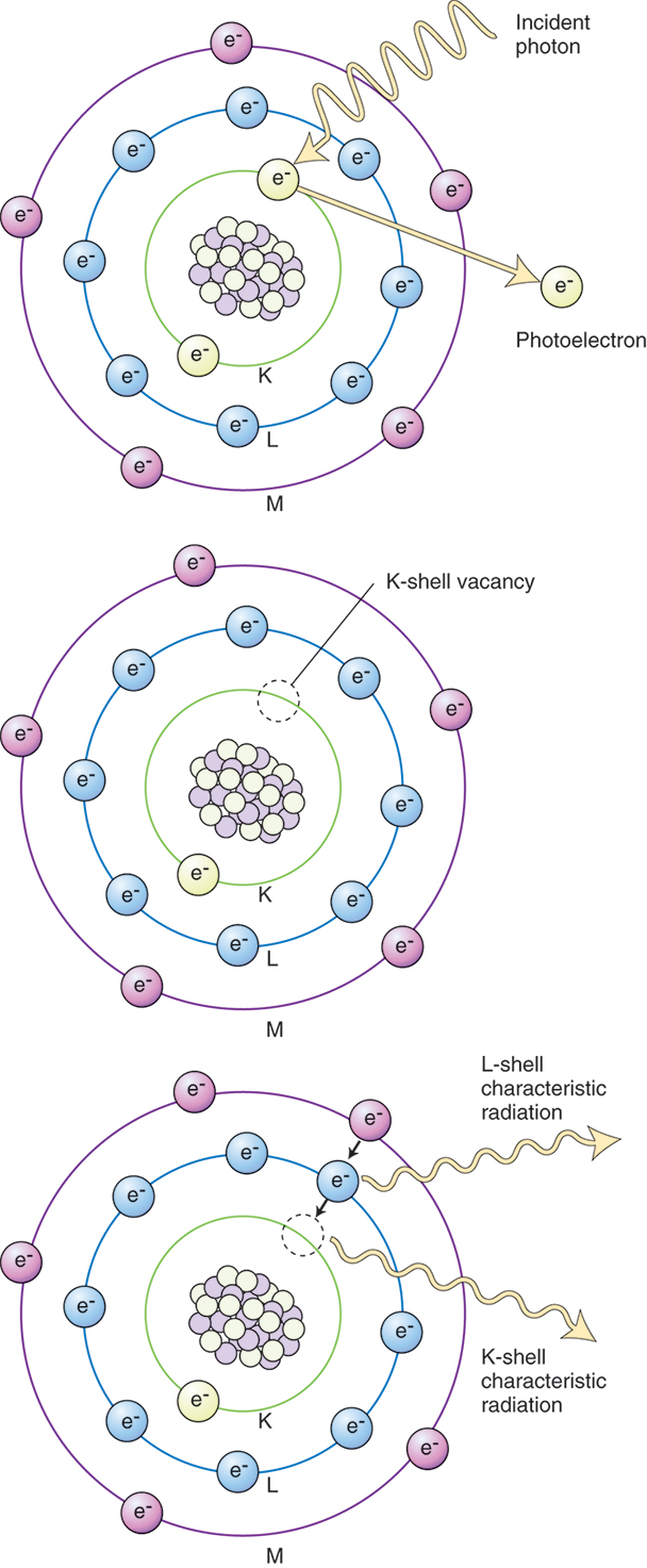 A set of illustrations of atom with electrons in K, L, and M shells are as follows:
Top: An incident photon strikes with electron in K shell and the electrons get emitted as photoelectron.
Middle: The atom shows K-shell vacancy of one electron.
Bottom: Electron in M shell push electron in L shell which pushes towards the vacant space in the K shell resulting in L-shell characteristic radiation from L shell and K-shell characteristic radiation from K shell.