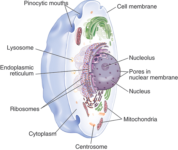 An illustration of an atom with electrons in K, L, and M shells shows an incident photon with lambda distance between 2 consecutive crests strike at the nuclear fragment.