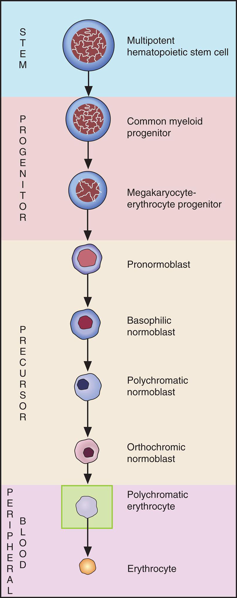 Clinical Hematology Atlas