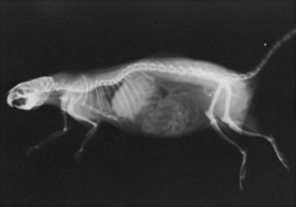 RADIOGRAPHY in Veterinary Technology