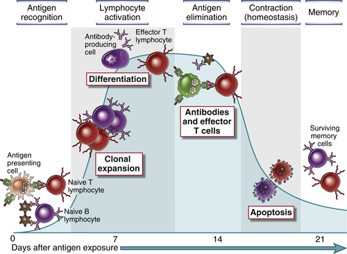 Cellular and Molecular Immunology