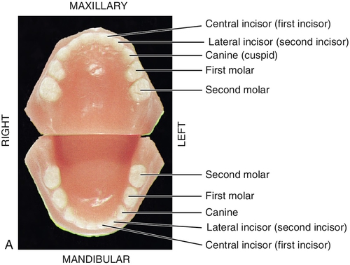 f01-02a-9780323263238
