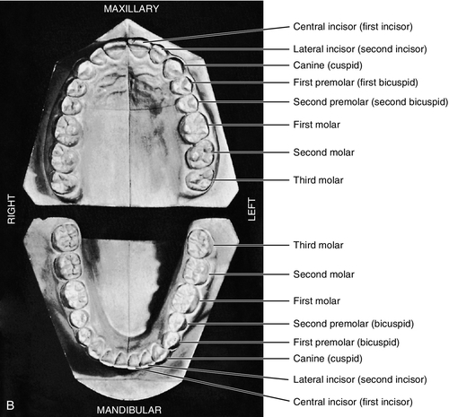 f01-02b-9780323263238