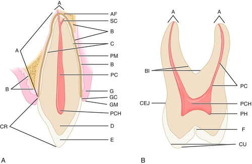 f01-04-9780323263238