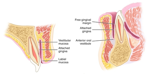 f01-05-9780323263238