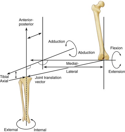 Knee Anatomy and Biomechanics of the Knee