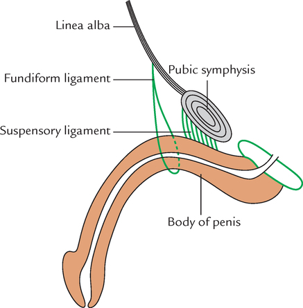Nutrabay Pro Testosterone Booster (Natural) - 60 Capsules