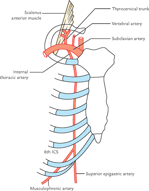 Chapter 16: Thoracic Wall and Mechanism of Respiration